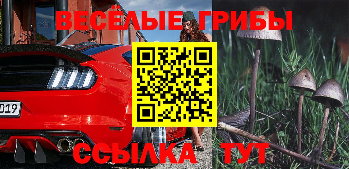 Галлюциногенные грибы Psilocybe Пенза